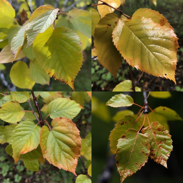 File:Amberwood tree leaves.jpg